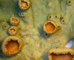 Attēlu rezultāti vaicājumam “Lobaria amplissima”