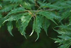 Attēlu rezultāti vaicājumam “Fagus sylvatica fo. laciniata”