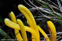 Attēlu rezultāti vaicājumam “Clavulinopsis helvola”