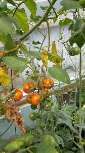 Afbeeldingsresultaat voor earl faux tomato