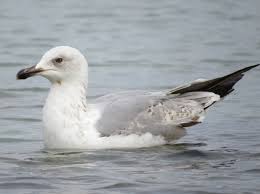 Image result for Larus cachinnans