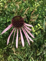 Image result for Echinacea pallida