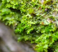 Attēlu rezultāti vaicājumam “Metzgeria violacea”