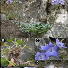 Image result for Campanula lingulata