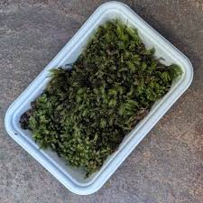 Attēlu rezultāti vaicājumam “Hypnum cupressiforme”