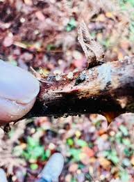 Attēlu rezultāti vaicājumam “Didymium sp.”