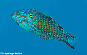 Attēlu rezultāti vaicājumam “Meleagris male”