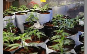 Image result for Harlequin Gc