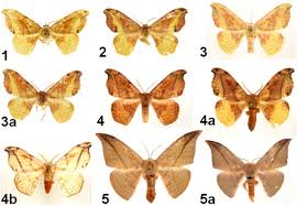 Attēlu rezultāti vaicājumam “Drepanidae”