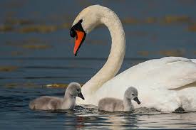 Attēlu rezultāti vaicājumam “Cygnus olor juvenile”