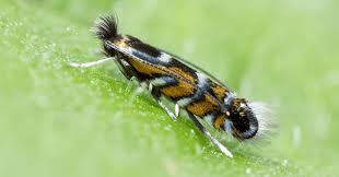 Attēlu rezultāti vaicājumam “Comatricha ellae macro”