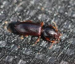 Attēlu rezultāti vaicājumam “Clivina fossor”