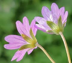 Attēlu rezultāti vaicājumam “Geranium molle flower”