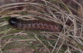 Attēlu rezultāti vaicājumam “Apamea monoglypha”