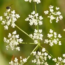 Image result for Pimpinella saxifraga