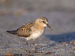 Image result for Calidris ruficollis