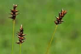 Attēlu rezultāti vaicājumam “Carex dioica male flower”