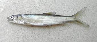 Image result for Elops saurus