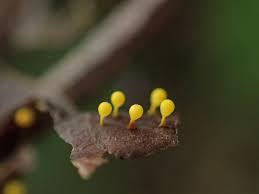 Attēlu rezultāti vaicājumam “Craterium aureum”