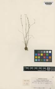 Attēlu rezultāti vaicājumam “Schoenus ferrugineus fruit”