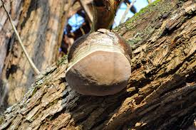 Attēlu rezultāti vaicājumam “Phellinus alni”