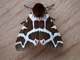 Attēlu rezultāti vaicājumam “Arctia caja”