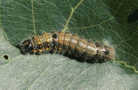 Attēlu rezultāti vaicājumam “Clostera curtula”