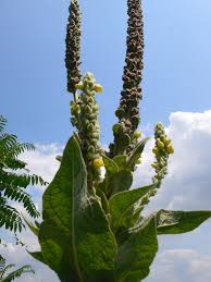 Attēlu rezultāti vaicājumam “Verbascum blattaria leaf”