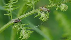 Attēlu rezultāti vaicājumam “Rhabdomiris striatellus imago”