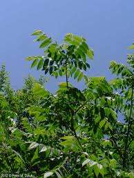 Attēlu rezultāti vaicājumam “Juglans cinerea leaf”
