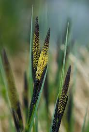 Attēlu rezultāti vaicājumam “Carex riparia”