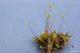 Attēlu rezultāti vaicājumam “Herzogiella seligeri sporophyte”