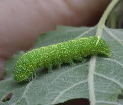Attēlu rezultāti vaicājumam “Orthosia sp. larva”