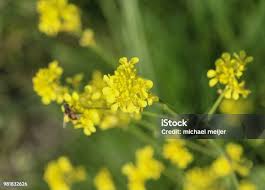 Attēlu rezultāti vaicājumam “Rorippa sylvestris flower”