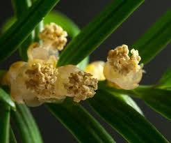 Attēlu rezultāti vaicājumam “Taxus baccata male flower”
