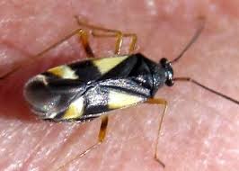 Attēlu rezultāti vaicājumam “Grypocoris sexguttatus”