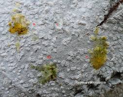 Attēlu rezultāti vaicājumam “Phlyctis agelaea”