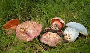 Attēlu rezultāti vaicājumam “Boletales”