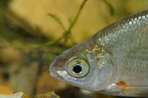 Image result for Blicca bjoerkna