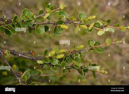 Attēlu rezultāti vaicājumam “Betula nana flower”
