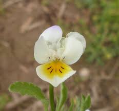 Attēlu rezultāti vaicājumam “Viola arvensis flower”
