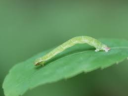 Attēlu rezultāti vaicājumam “Trichia contorta macro”