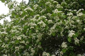 Attēlu rezultāti vaicājumam “Crataegus submollis”