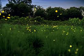 Image result for Fireflys Badminton Club