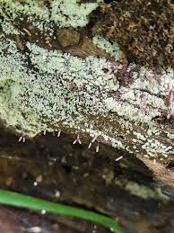 Attēlu rezultāti vaicājumam “Diderma floriforme stalked”