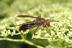 Attēlu rezultāti vaicājumam “Polistes”