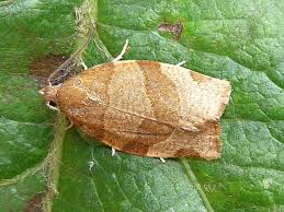 Attēlu rezultāti vaicājumam “Pandemis cerasana”