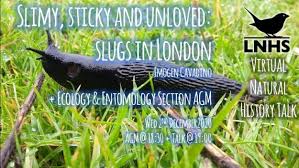 Attēlu rezultāti vaicājumam “Lycogala convexum young”