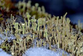 Attēlu rezultāti vaicājumam “Cladonia botrytes”