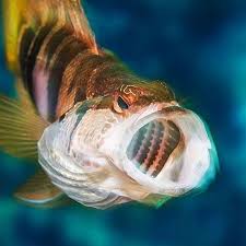 Image result for Serranus scriba